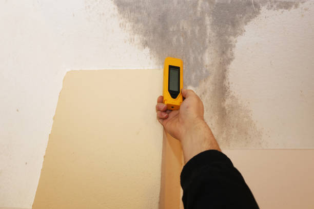 Forensic Mold Investigation in Mount Washington, KY