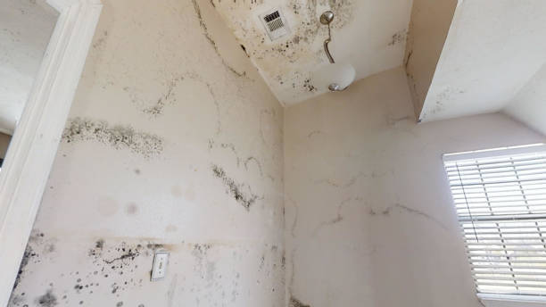 Best Water Damage & Mold Remediation  in Mount Washington, KY